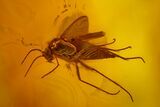 Two Fossil Wasp, Spider and Three Flies in Baltic Amber #163529-1